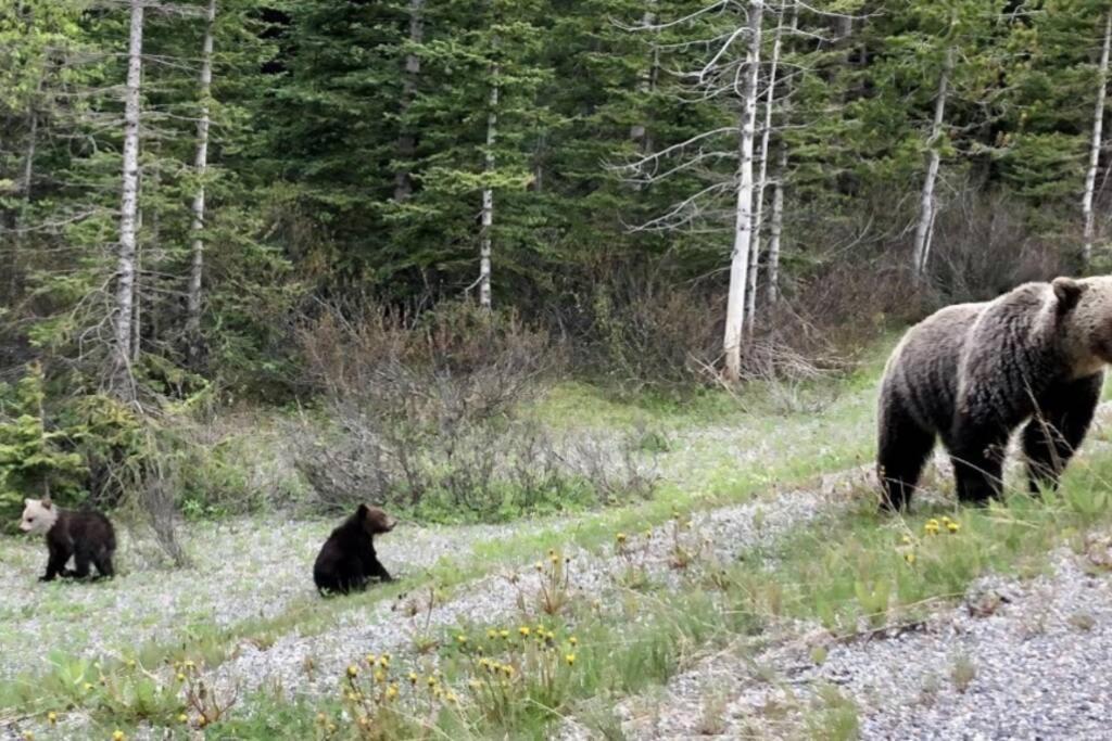 فيلا Banff Gate Vacation Townhouse كانمور المظهر الخارجي الصورة